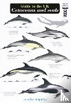 Simmonds, Mark Peter - Guide to the UK Cetaceans and Seals