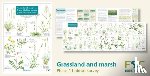 Wallace, Hilary, Duffell, Mark - Plant Identification for Phase 1 Habitat Survey: Grassland and Marsh
