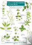  - Guide to Ancient Woodland Indicator Plants