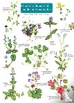 Farley-Brown, Rebecca - Guide to flowers of walks and waysides
