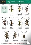 Heeney, Wil, Potts, Katy - Guide to longhorn beetles of Britain