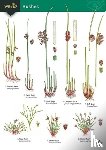 Wallace, Hilary - Guide to rushes