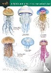 Trehern, Rebekah - Jellyfish and allies of the British and Irish Coast
