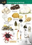 Kibby, Geoffrey, Docker, Stephen, Farley-Brown, Rebecca - Distinctive non-gilled fungi