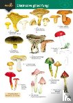 Kibby, Geoffrey, Docker, Stephen, Farley-Brown, Rebecca - Distinctive gilled fungi
