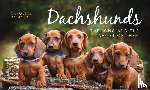 Donald, Caroline - Dachshunds