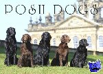 Pimpernel Press - Posh Dogs