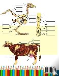 Academy, Anatomy - Animal Anatomy Coloring Book