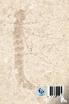 Endersby, Ian - Catalogue of Australian Fossil Dragonflies