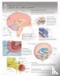 Scientific Publishing - CSF & the Brain Laminated Poster