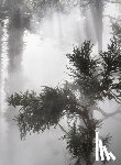 Brown, Ben Thorp - Ben Thorp Brown: Cura's Garden