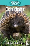 Blakemore, Victoria - Echidnas