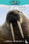 Blakemore, Victoria - Walruses