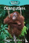 Blakemore, Victoria - Orangutans