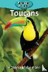 Blakemore, Victoria - Toucans