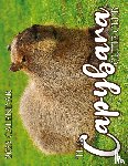 Patrick, B. - The Capybara Cutie Club 2025 Calendar