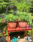 Hughes, E. - Starting Your First Potted Vegetable Garden