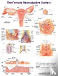 Anatomical Chart Company - The Female Reproductive System Anatomical Chart