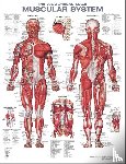  - The Anatomical Male Muscular System Anatomical Chart