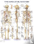  - The Skeletal System Anatomical Chart