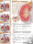  - Understanding Kidney Cancer Anatomical Chart