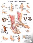  - Foot and Ankle Anatomical Chart