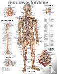  - The Nervous System Anatomical Chart