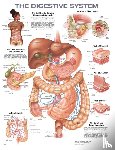 Anatomical Chart Company - The Digestive System Anatomical Chart