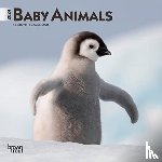  - BABY ANIMALS 2024 MINI 7X7