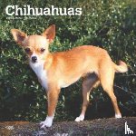 Browntrout - Chihuahuas 2025 Square Wrap