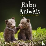 Happiness, Lasting - Baby Animals, A No Text Picture Book