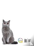 Happiness, Lasting - Cat Breeds