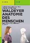  - Waldeyer - Anatomie des Menschen