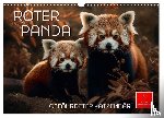 Roder, Peter - Roter Panda - gefährdeter Katzenbär (Wandkalender 2025 DIN A3 quer), CALVENDO Monatskalender