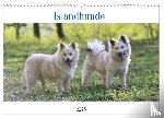 Neusinger-Wenst, Tonja - Islandhunde (Wandkalender 2025 DIN A3 quer), CALVENDO Monatskalender