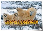 Stegen, Joern - Lustige Eisbären (Wandkalender 2025 DIN A3 quer), CALVENDO Monatskalender