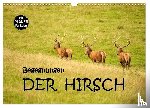 Gugigei, Gugigei - Begegnungen. DER HIRSCH (Wandkalender 2025 DIN A3 quer), CALVENDO Monatskalender