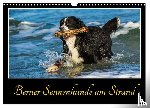Starick, Sigrid - Berner Sennenhunde am Strand (Wandkalender 2025 DIN A3 quer), CALVENDO Monatskalender