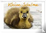 Düll, Sigrun - Kleine Schelme - Tierbabys (Wandkalender 2025 DIN A3 quer), CALVENDO Monatskalender