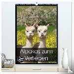 Rentschler, Heidi - Alpakas zum Verlieben (hochwertiger Premium Wandkalender 2025 DIN A2 hoch), Kunstdruck in Hochglanz