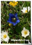 Haas, Willi - Alpenblumen (Wandkalender 2025 DIN A3 hoch), CALVENDO Monatskalender