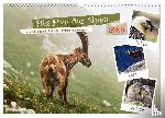 Michel, Susan - Big Five der Alpen Gämse, Steinbock, Murmeltier, Steinadler, Bartgeier (Wandkalender 2026 DIN A3 quer), CALVENDO Monatskalender