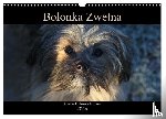 Katharina Tessnow, Antonia - Bolonka Zwetna 2026 (Wandkalender 2026 DIN A3 quer), CALVENDO Monatskalender