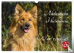 Starick, Sigrid - Altdeutsche Hütehunde - Fast vergessen (Wandkalender 2026 DIN A3 quer), CALVENDO Monatskalender