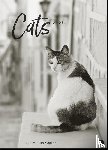  - Cats Edition Kalender 2026