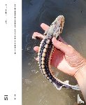 Prado de O. Martins, Luiza - DELUS: The Journal of the Institute of Landscape and Urban Studies