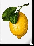 The Gourmand - The Gourmand’s Lemon