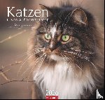  - Katzen - Diven auf Samtpfoten Kalender 2026