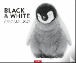  - Black & White Animals 2027
