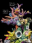  - Christine and Margaret Wertheim: Value and Transformation of Corals
